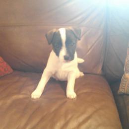 Parson Russell Terrier and Rhodesian Ridgeback Puppies from River Run Parson Russell terriers & River Run Ridgebacks