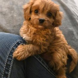 Toby - Red male Cavapoo puppy in Copan, Oklahoma from Tatums cavapoos