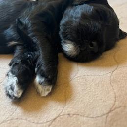 Portuguese Water Dog Puppies from Charly's Angels Portuguese Water Dogs