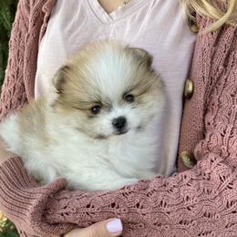 Charlie - Cream parti male Pomeranian puppy in Citrus Heights, California from Yev and Marina's Pomeranians (AKC)