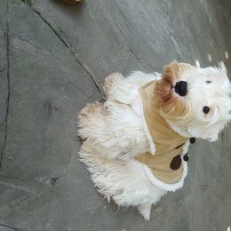 Sealyham Terrier Puppies from Alazars Dobermans and Sealyhams