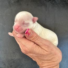 Malibu - Cream male Chihuahua puppy in Menifee, California from Lane’s Little Long Coats