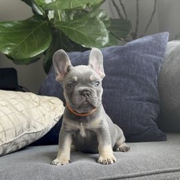 Boy 2 - Tricolors male French Bulldog puppy in Bolingbrook, Illinois from Yara the Frenchie