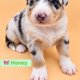 Honey - Blue merle female Australian Shepherd puppy in Makanda, Illinois from S.I. Aussie