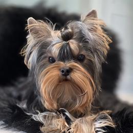 Liam - Yorkshire Terrier