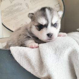Toad - Tri-color male Pomsky puppy in Sand Coulee, Montana from Big Sky Pomskies