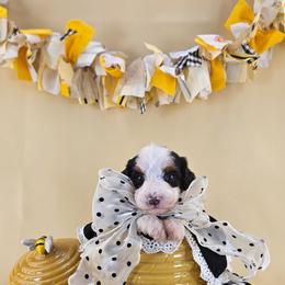 Sunny - Tri-color male Bernedoodle puppy in Mckinney, Texas from M2 Bernedoodles