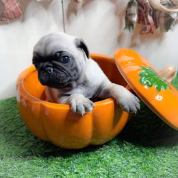 Hank (light blue collar) - Fawn male Pug puppy in Hereford, Arizona from Broken Road Ranch Pugs