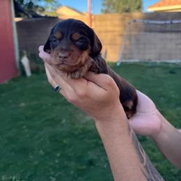 Knox - Chocolate and tan male Dachshund puppy in Moreno Valley, California from rdachshunds