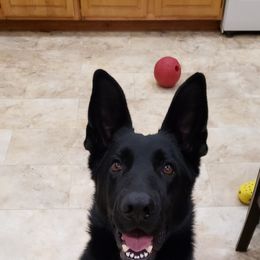 Atlas - German Shepherd