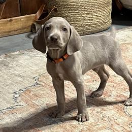 Weimaraner Puppies from Weimaraners of South Carolina