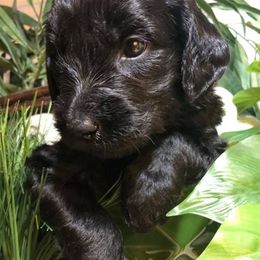 Bernedoodle and Goldendoodle Puppies from Kim's Cove Doodles