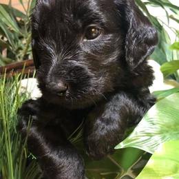 Bernedoodle and Goldendoodle Puppies from Kim's Cove Doodles