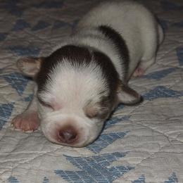 Lavender and white female - Merle female Chihuahua puppy in Knoxville, Tennessee from Turners Chihuahua