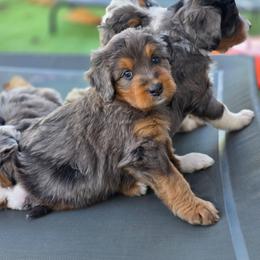 Carmel - Merle male Bernedoodle puppy in Mc Gaheysville, Virginia from Doting Doodles