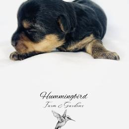 Yorkshire Terrier Puppies from Hummingbird Farm & Gardens