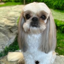 Laverne - Shih Tzu