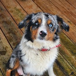 Molly - Miniature Australian Shepherd