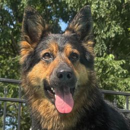 Gaia - Bohemian Shepherd