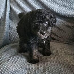 Bentley - Toy Poodle - Phantom male Poodle puppy in Falcon, Missouri from Cedar House Heritage Poodles | AKC Toy & Miniature Poodle Puppies Raised in Home