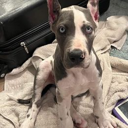 Great Dane Puppies from F&B Kennels