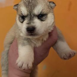 Grey female - Gray and white female Siberian Husky puppy in Doswell, Virginia from Shinko Siberians