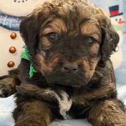 Grady - Tri-color male Bernedoodle puppy in Phelan, California from PuppyPaws4U