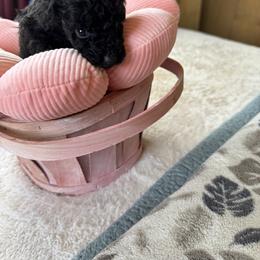 Girl 2 - Phantom female Poodle puppy in Canterbury, Connecticut from Diamonds in the Sky