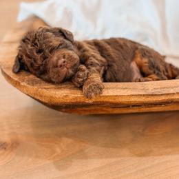 Archie - Chocolate male Goldendoodle puppy in Iola, Texas from Supreme Doodles of Texas