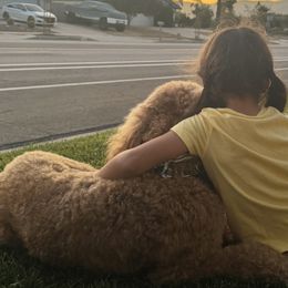 Goldendoodles from Goldendoodle Pals
