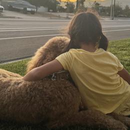 Goldendoodles from Goldendoodle Pals