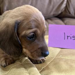 Iris - Red female Dachshund puppy in Crawford, Colorado from Spotted Doxie Ranch