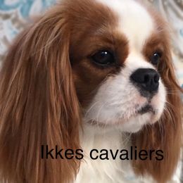 Lacy - Cavalier King Charles Spaniel