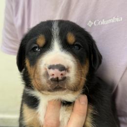Teal girl - Black, white and red female Greater Swiss Mountain Dog puppy in Woodland, Washington from Woodland Swissie’s