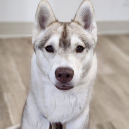 Kit - Siberian Husky