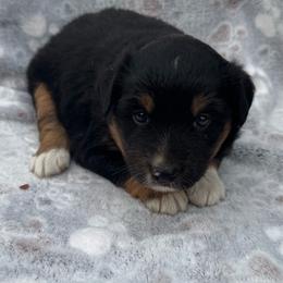 Elsa - Black tri female Miniature Australian Shepherd puppy in Stuart, Iowa from Arbor Hill Aussies