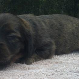DB's Clarke Jig - Red male Dachshund puppy in Summerfield, Florida from D & B Ranchette
