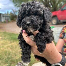 Leroy - Black male Poodle puppy in Manassa, Colorado from Cami’s Colorado Cuties
