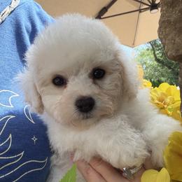 Yellow girl - White and apricot female Bichon Frise puppy in Miller Place, New York from Doriann Bichons