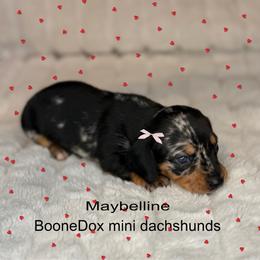 Maybelline - Dapple female Dachshund puppy in Lexington, Oklahoma from BooneDox Miniature Dachshunds
