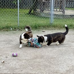 Cardigan Welsh Corgi and Pekingese Puppies from Patrick Ormos' Corgis and Pekingese