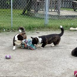 Cardigan Welsh Corgi and Pekingese Puppies from Patrick Ormos' Corgis and Pekingese
