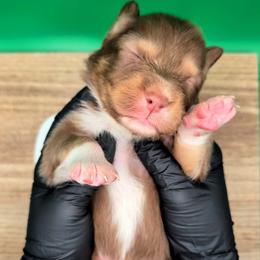 Jasmine3Boy2- RTM,LONG tail, blue eyes likely, CHIC-OFA-DNA-AKC Titled Parents - Red tri-color male Australian Shepherd puppy in South Hill, Virginia from Silverside Aussies LLC
