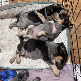 Bluetick Coonhound Puppies from Lone River Blueticks