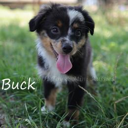 Buck - male Miniature Australian Shepherd puppy in Godley, Texas from Flying H Toy and Mini Aussies