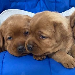 Labrador Retrievers from Pond Creek Labradors