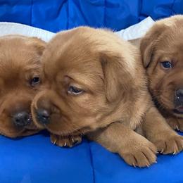 Labrador Retrievers from Pond Creek Labradors