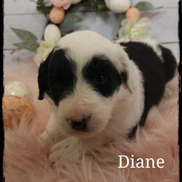 Diane - Black and white female Sheepadoodle puppy in Farley, Iowa from Iowa's Doodle Co.