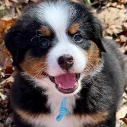 Light blue UNFURNISHED boy. - Tri-color male Bernedoodle puppy in Waukesha, Wisconsin from Bernedoodle Boutique (and Cavapoos)