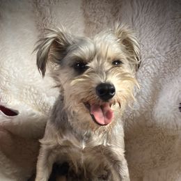 Bindy - Miniature Schnauzer